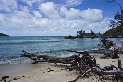 Driftwood on beach against sky