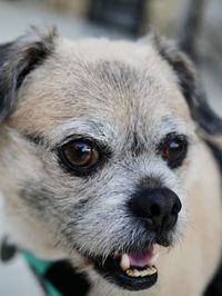 Close-up portrait of dog