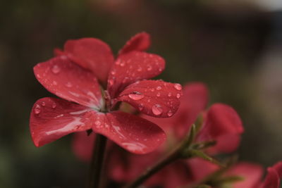 Close-up of pink flower