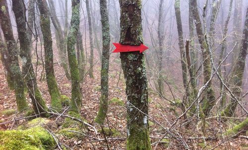 Trees growing in forest