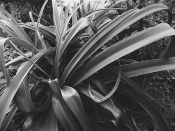 Close-up of plants