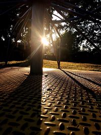 Sunlight falling on trees at sunset