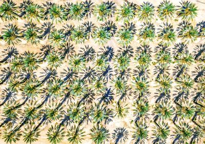 Full frame shot of flowering plants