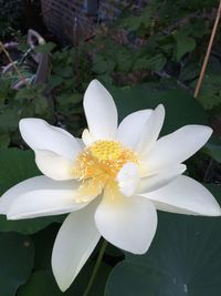 Close-up of white flower