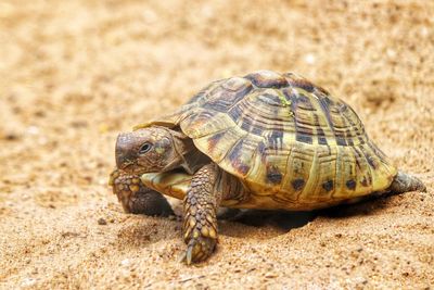 Turtle in the sand close up