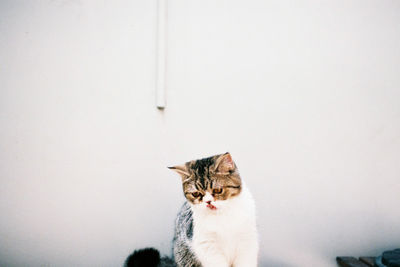 Cat looking away against wall at home