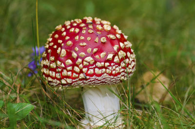 Close-up of fly agaric mushroom on field