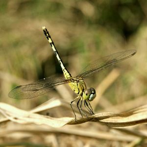 Close-up of dragonfly