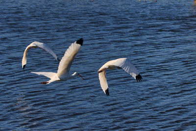 Seagulls flying over lake