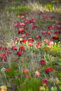 Close-up of red flowering plants on field