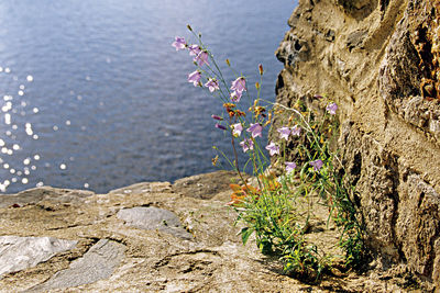 Close-up of plants by sea against sky