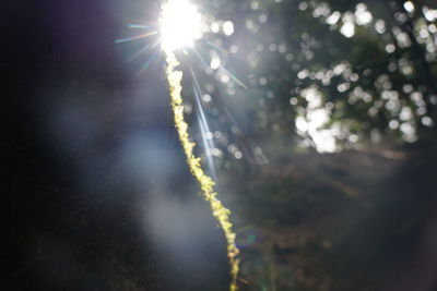 Sunlight streaming through tree