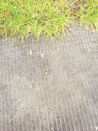 Full frame shot of grass