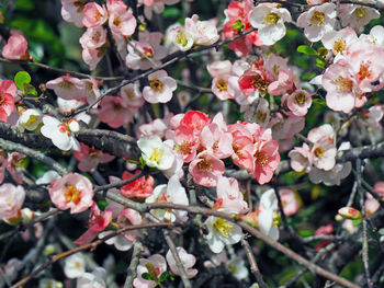 Close-up of pink flowers