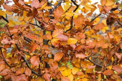 Full frame shot of autumnal leaves