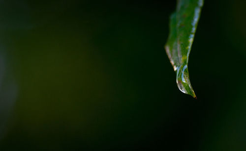 Close-up of water drop on leaf