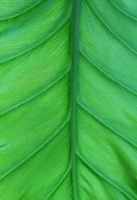 Full frame shot of green leaf