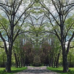 Road passing through forest