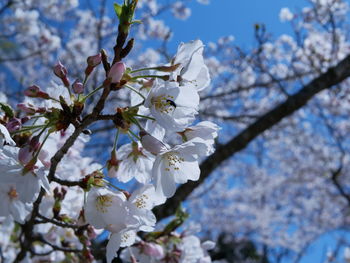 Close-up of cherry blossoms in spring