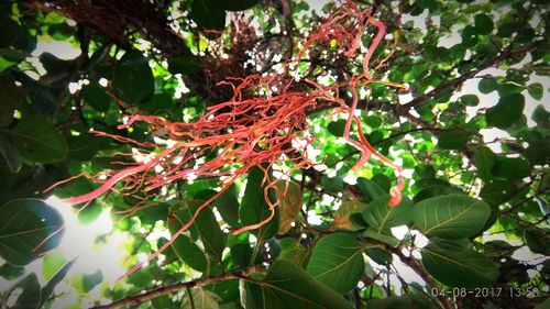 Low angle view of fruits on tree