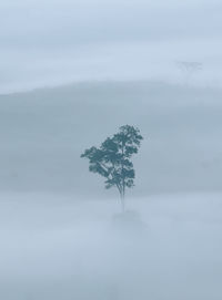 Tree on snow covered landscape