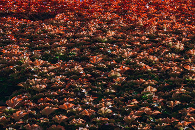 High angle view of flowers growing on field