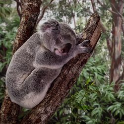 Close-up of koala sleeping on tree trunk