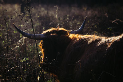 View of an animal on land