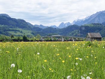 Scenic view of grassy field by mountains against sky