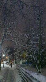 Road along bare trees