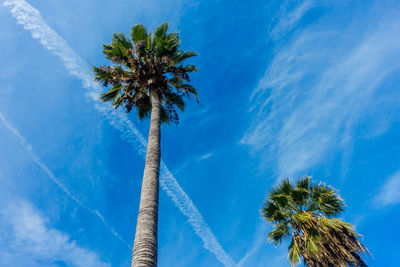 Low angle view of palm tree against blue sky