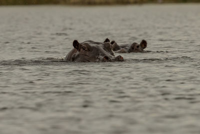 Hippopotamus swimming in lake