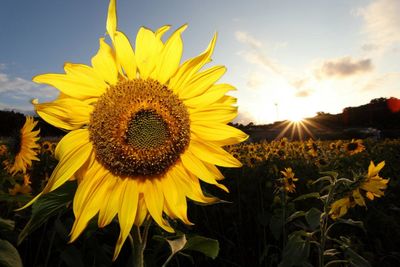 Close-up of sunflower blooming against sky