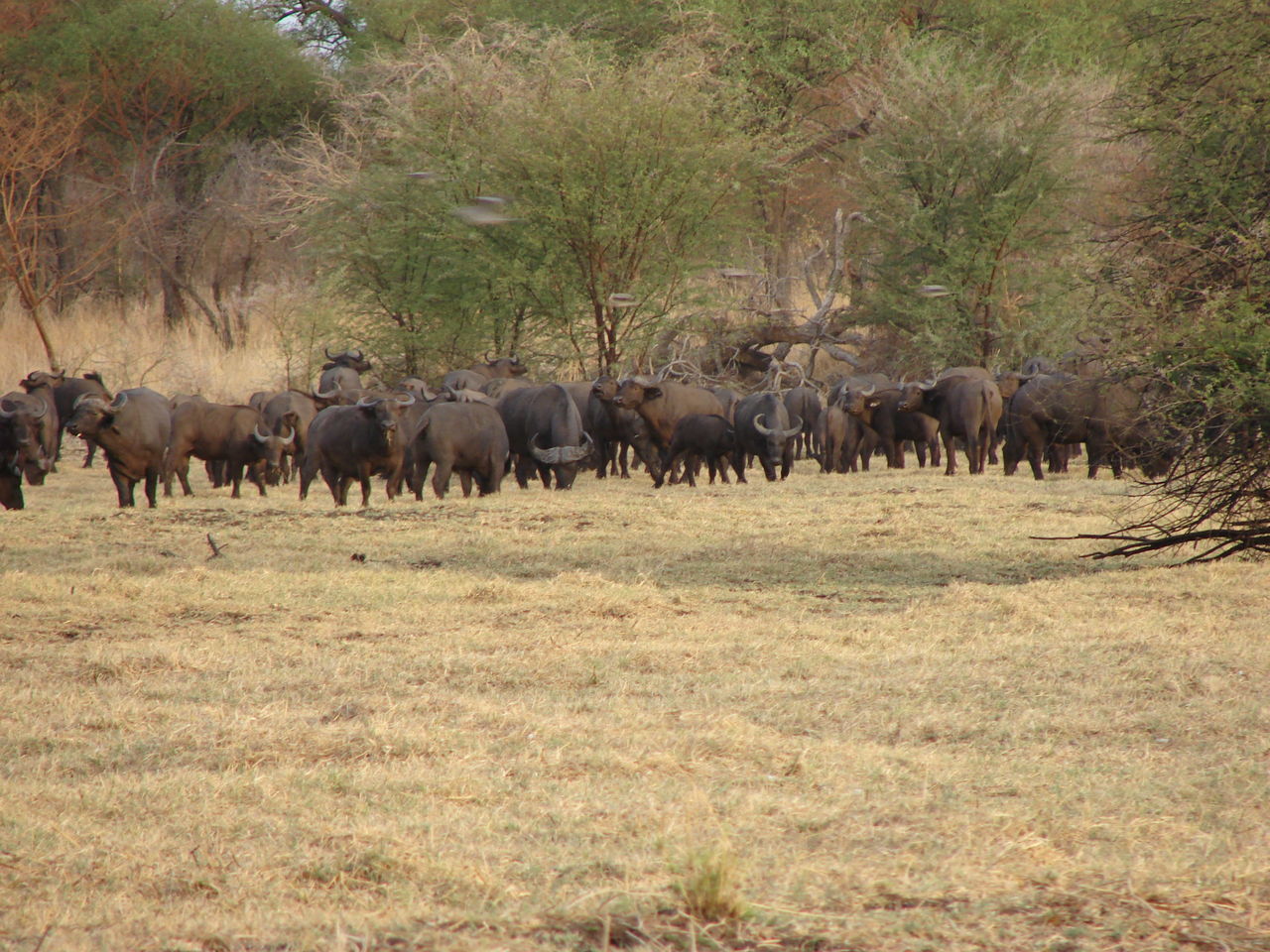 FLOCK OF SHEEP IN A FIELD