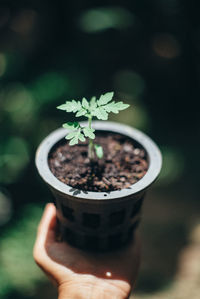 Close-up of hand holding small potted plant