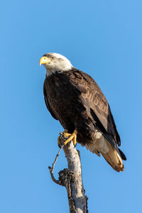 Low angle view of a bald eagle perching on a tree