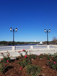 Street light against blue sky at a park on a lake in the middle of a city on a beautiful florida day