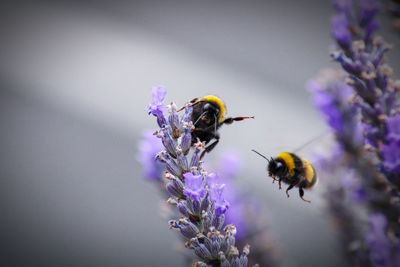 Close-up of bee pollinating on purple flower