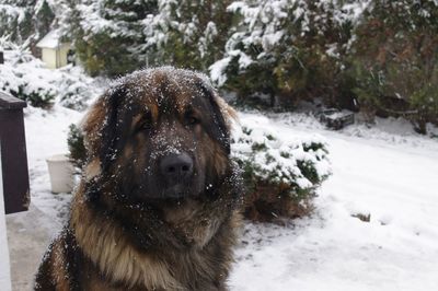 Close-up of dog on snow covered landscape during winter