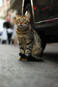 Portrait of tabby cat sitting on car