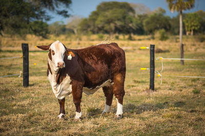 Cows on field