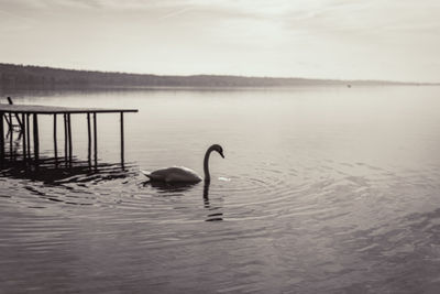 Swan swimming in lake