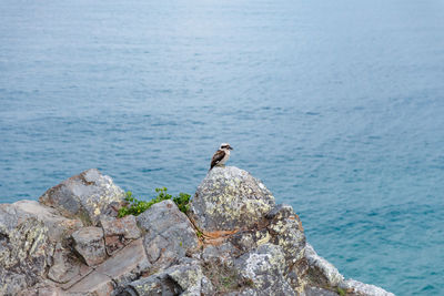 Seagull perching on rock by sea