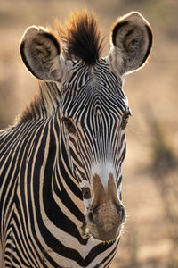 Close-up of grevy zebra staring towards camera