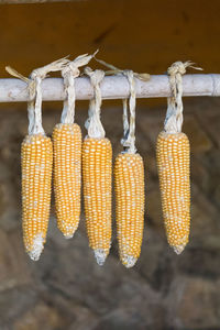 Corn on the cob hanging outdoors