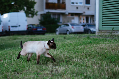 Portrait of a dog on field