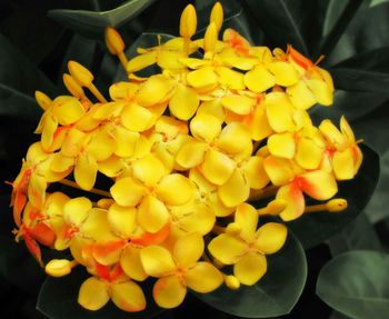 Close-up of yellow flowers