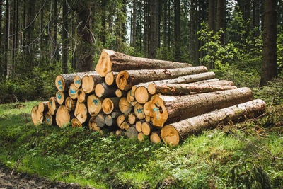 Stack of logs in forest