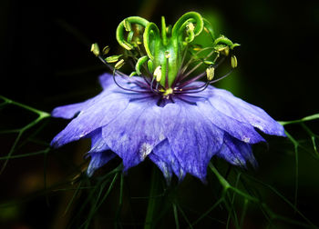 Close-up of purple flowers blooming
