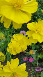 Close-up of yellow flowers blooming outdoors